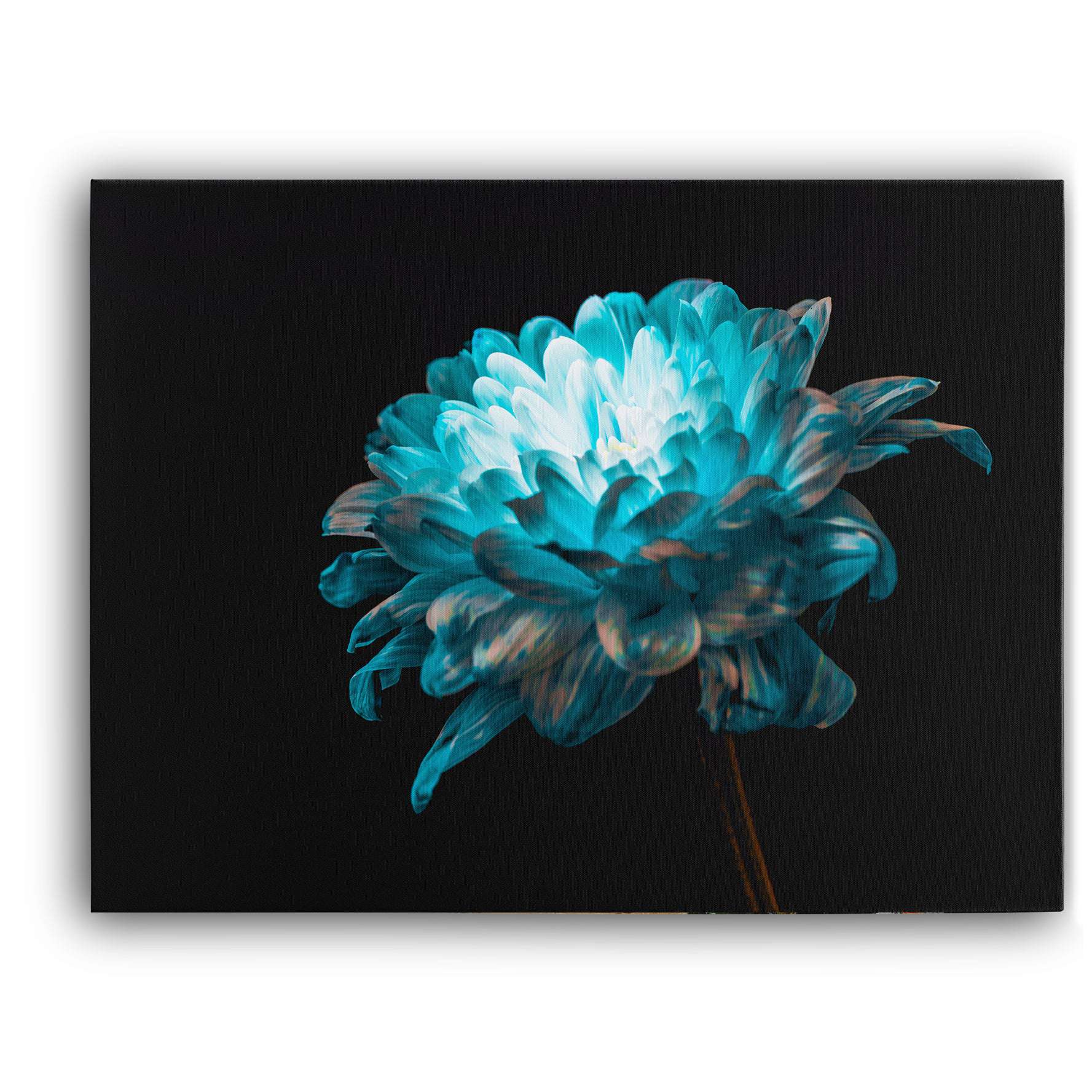 Blue and White Daisy