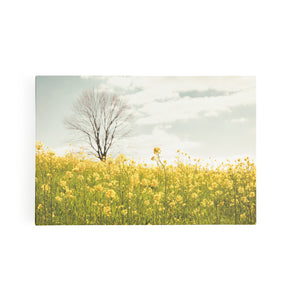 Yellow Meadow