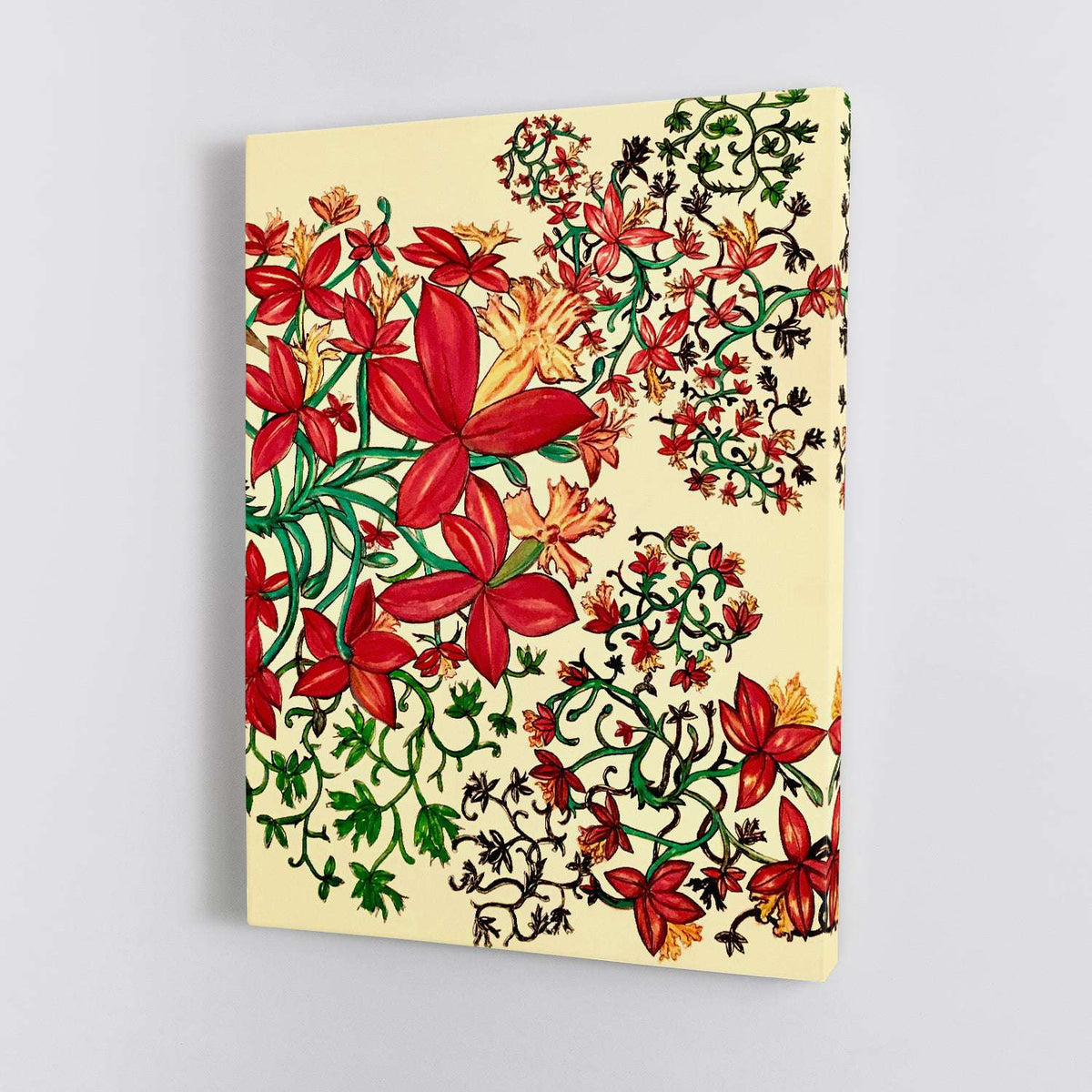 Elanora Crucifix Orchid