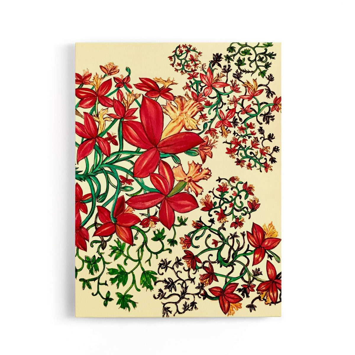 Elanora Crucifix Orchid