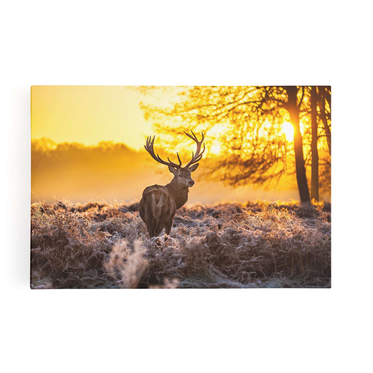 Red Deer Sunrise