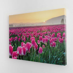 Skagit Valley Tulips I Canvas Wido 