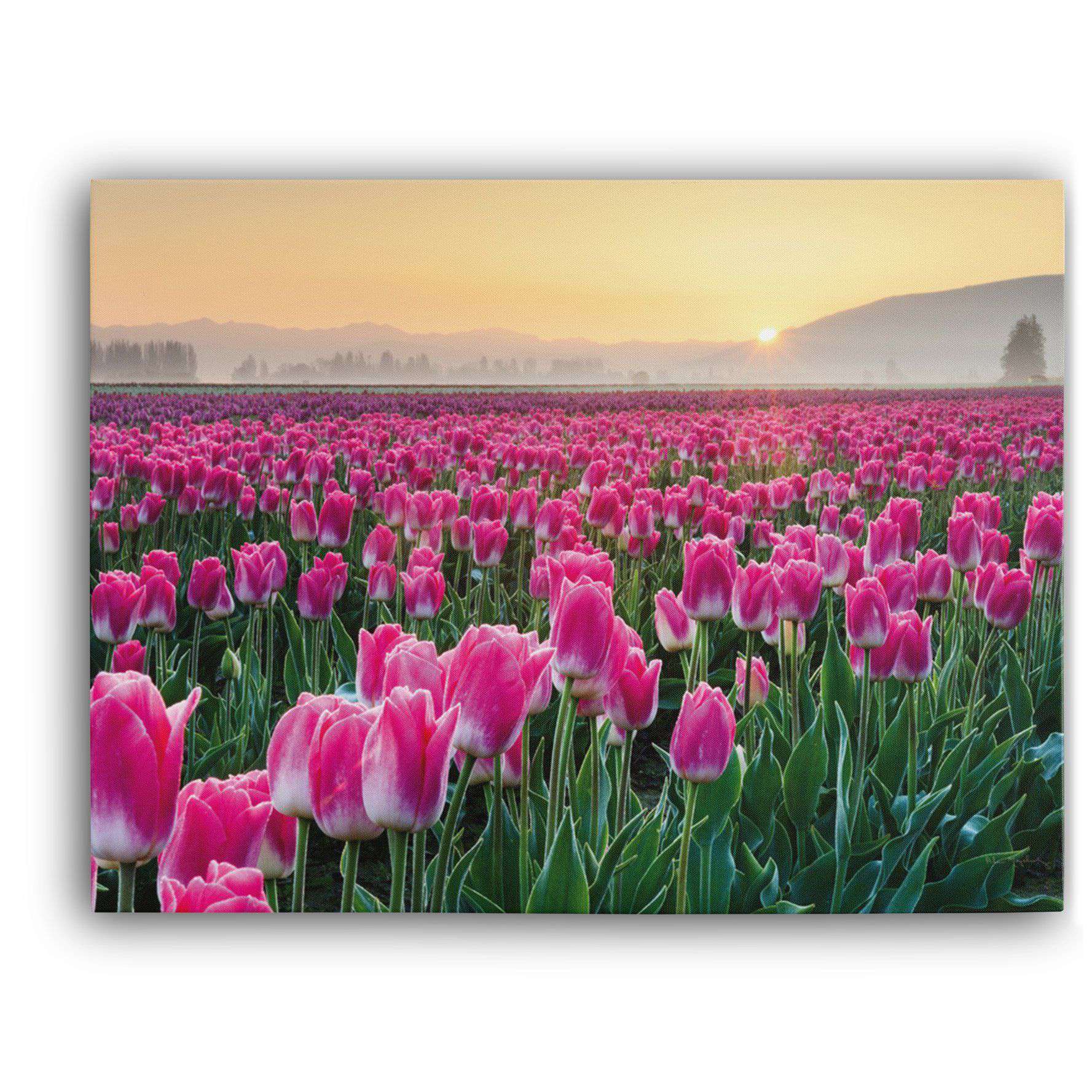 Skagit Valley Tulips I Canvas Wido 