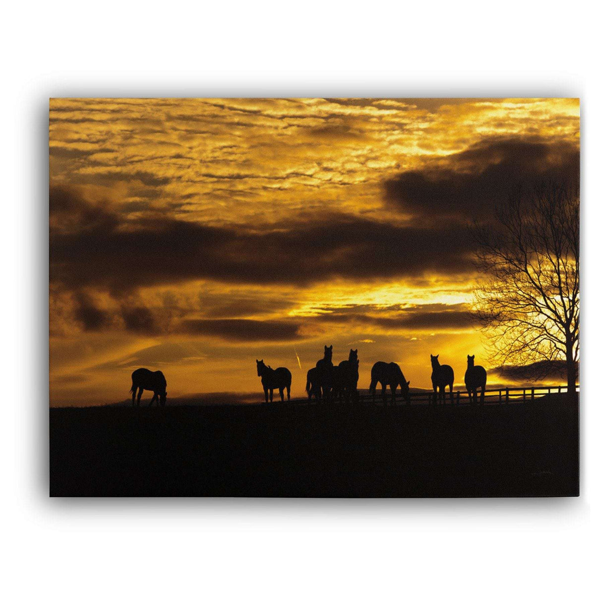 Horses At Sunset Canvas Wido 