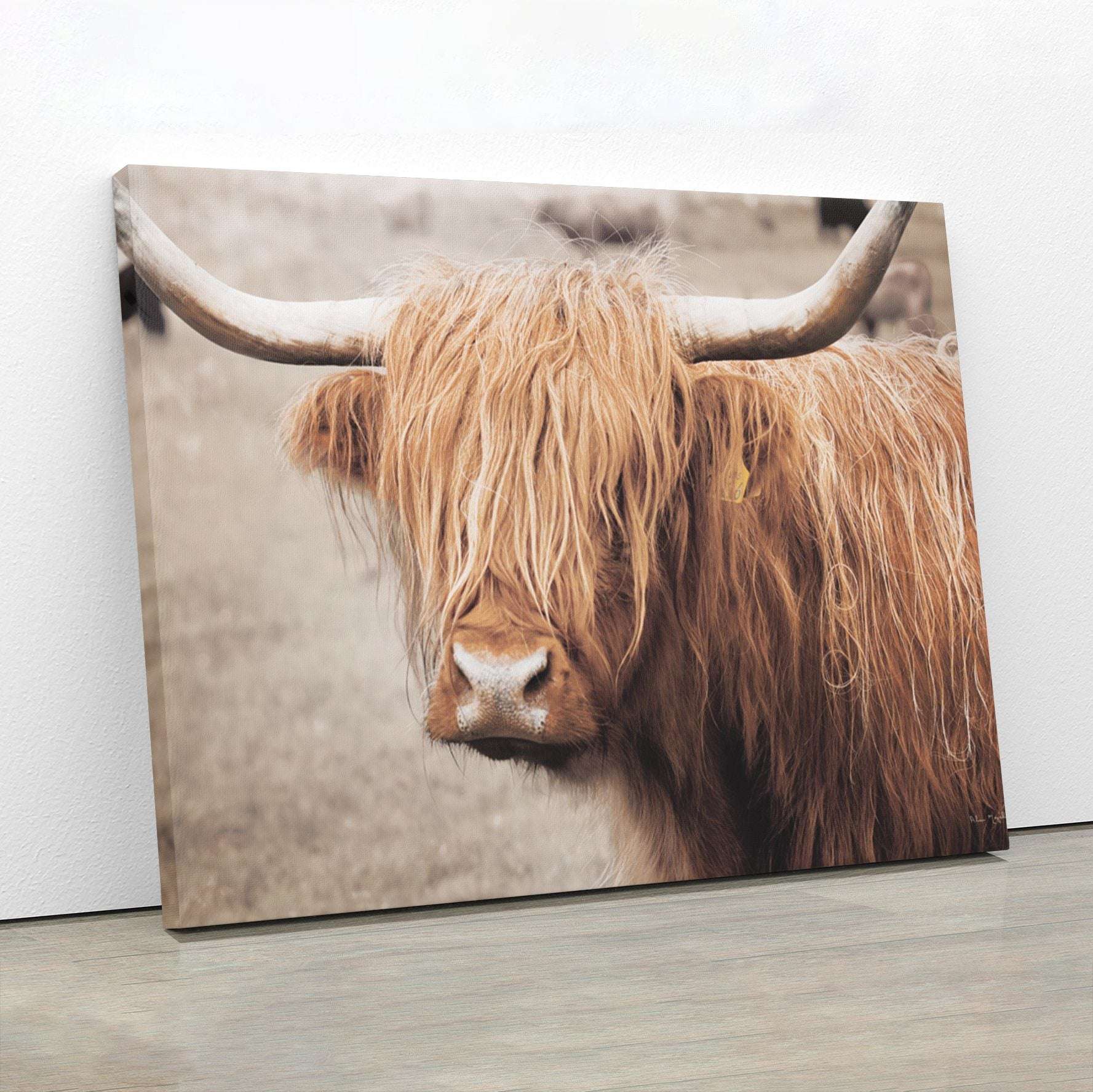 Scottish Highland Cattle I Canvas Wido 