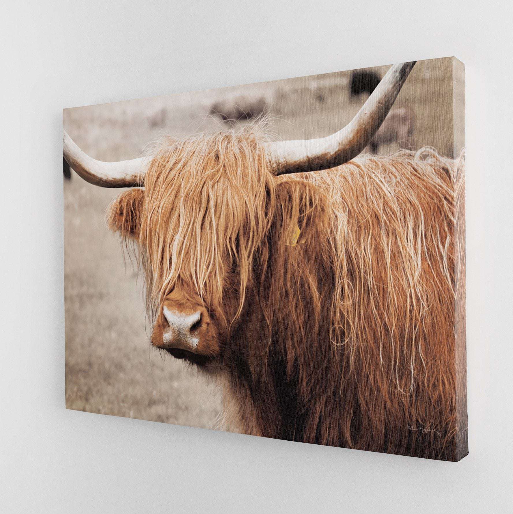 Scottish Highland Cattle I Canvas Wido 