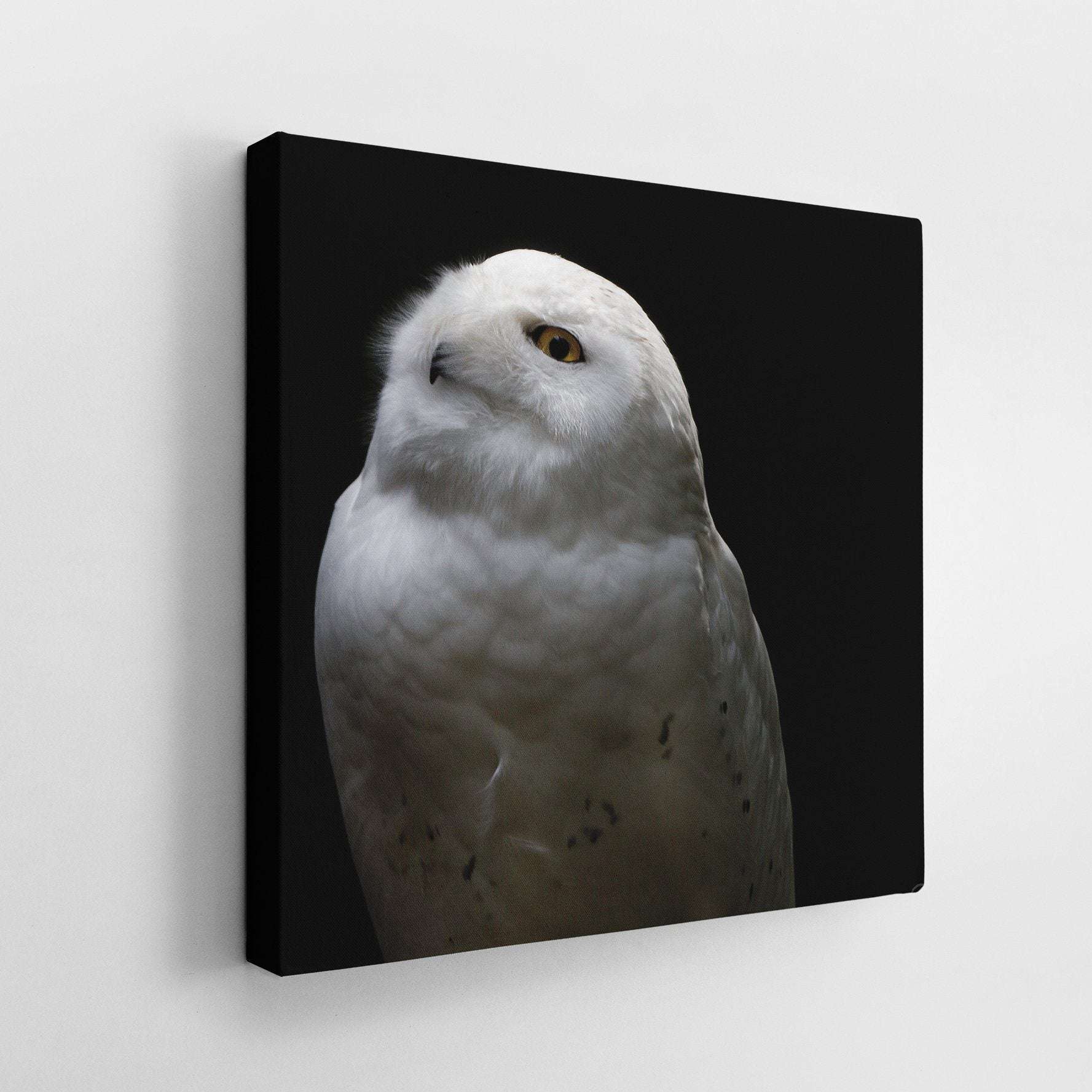 Snowy Owl Looking Into The Sun Canvas Wido 