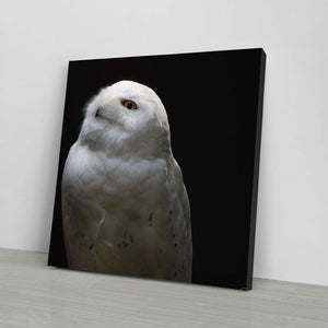 Snowy Owl Looking Into The Sun Canvas Wido 