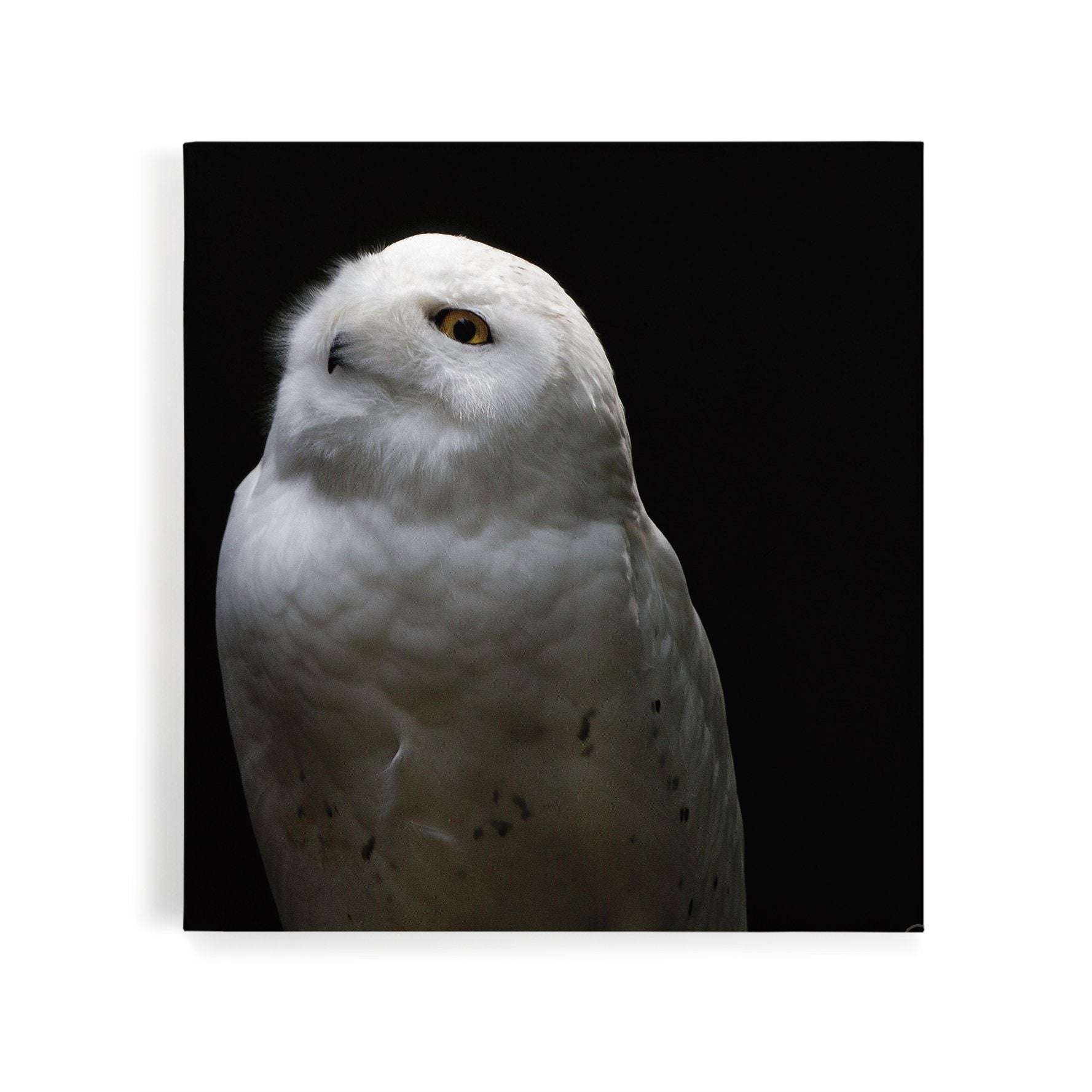 Snowy Owl Looking Into The Sun Canvas Wido 