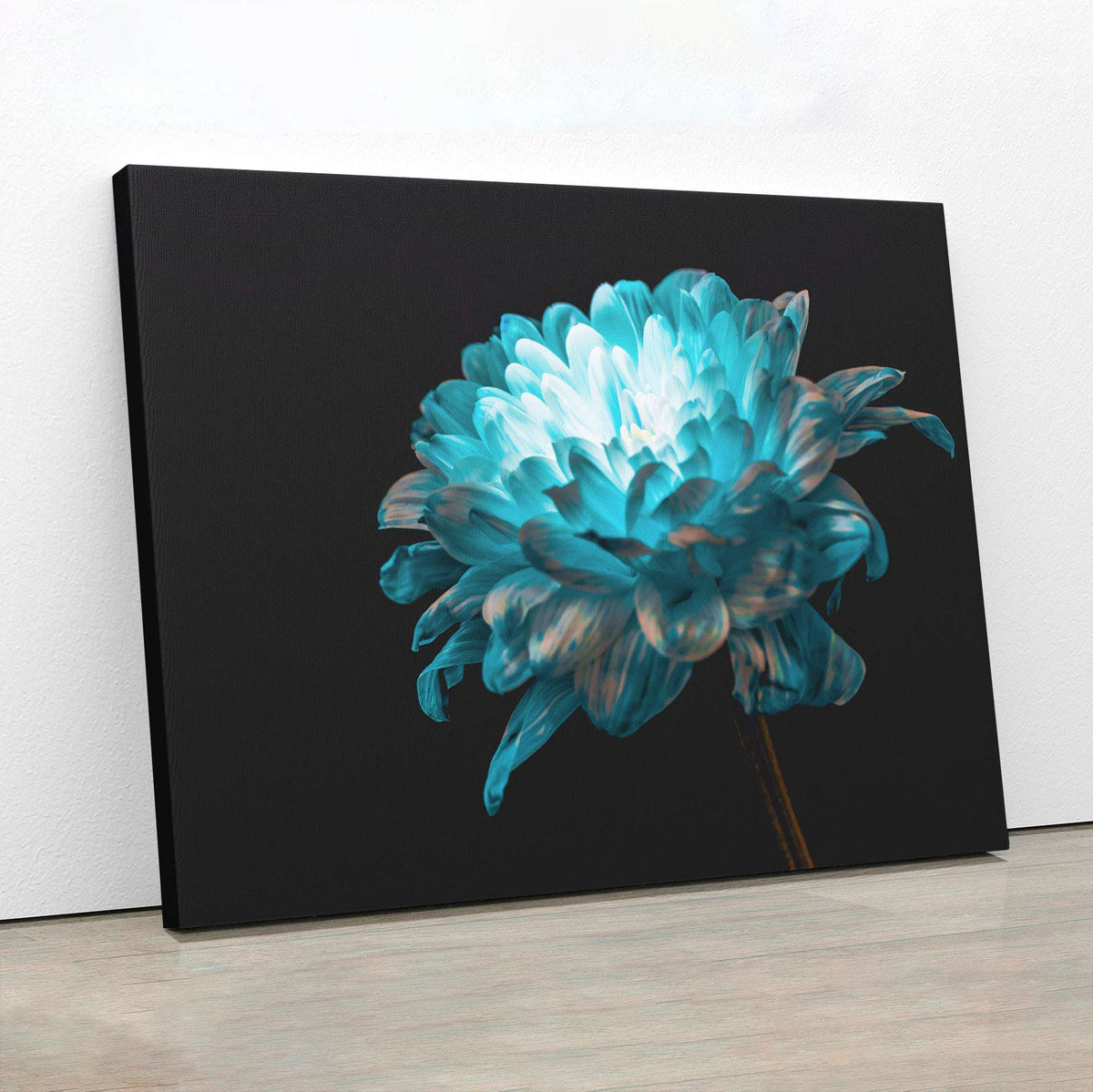 Blue and White Daisy