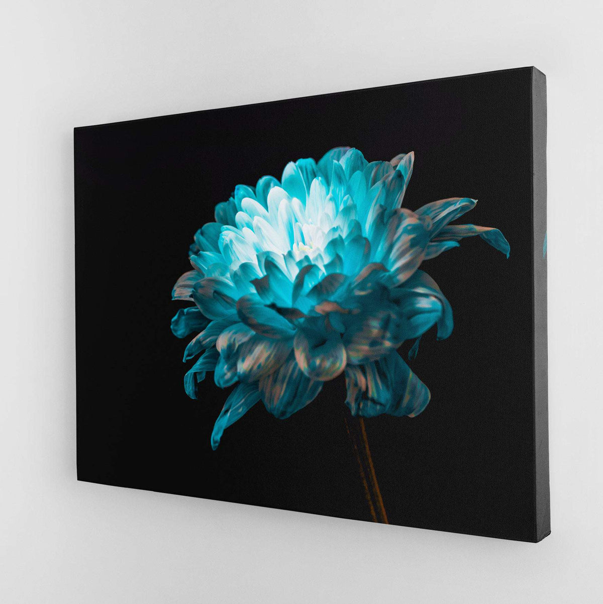 Blue and White Daisy