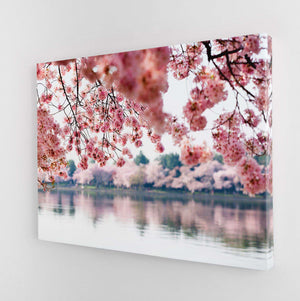 Cherry Blossoms Canvas Magna Canvas 