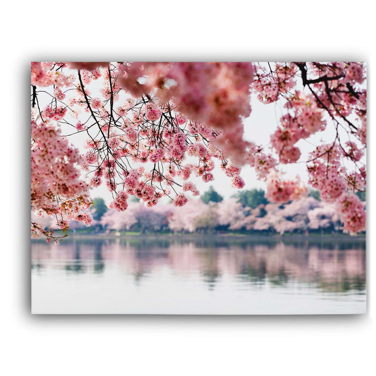 Cherry Blossoms Canvas Magna Canvas 