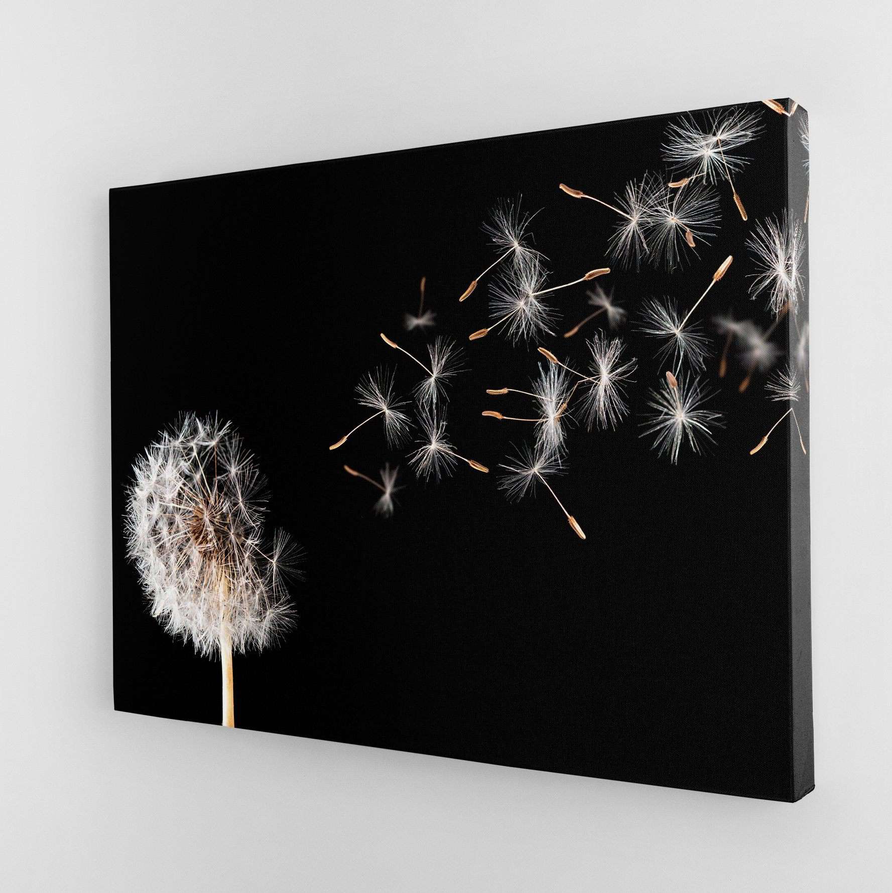 Dandelion On Black Background Canvas Magna Canvas 