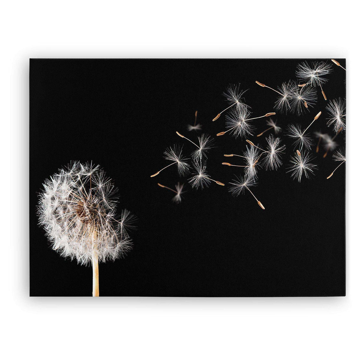 Dandelion On Black Background Canvas Magna Canvas 
