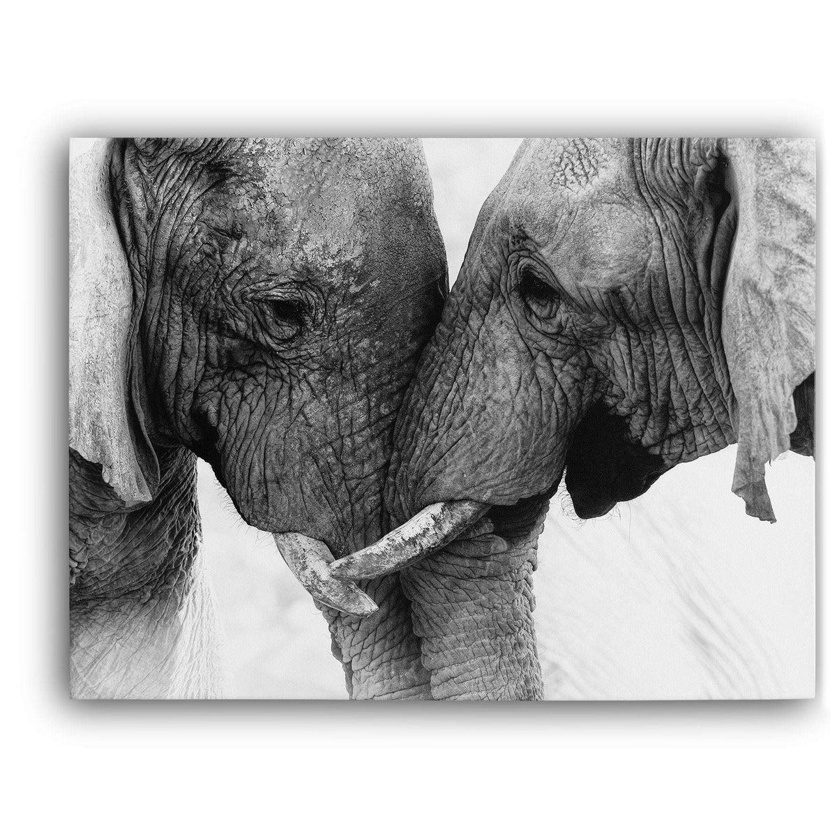 Elephant Touch Canvas Magna Canvas 