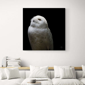 Snowy Owl Looking Into The Sun Canvas Wido 