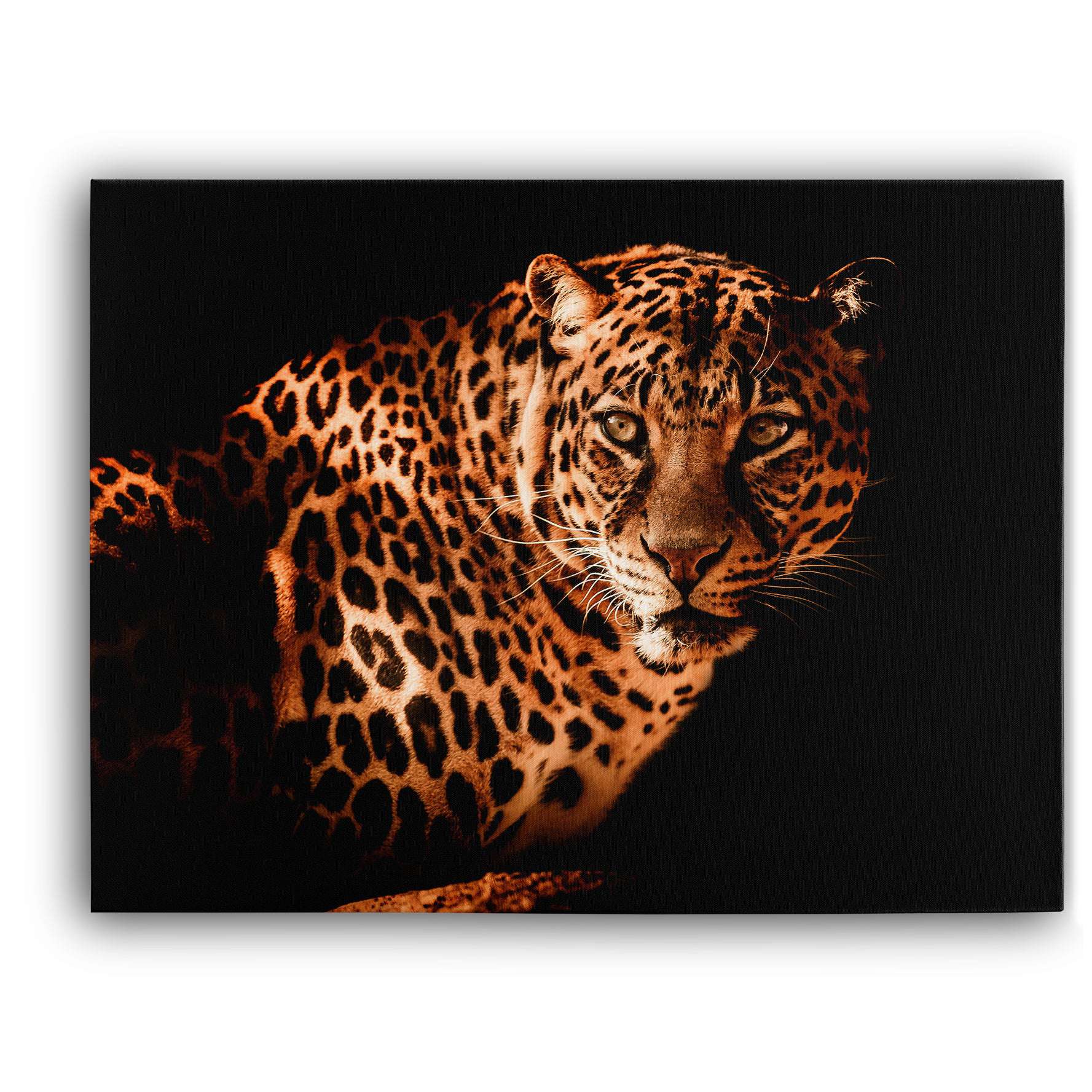 The Leopard