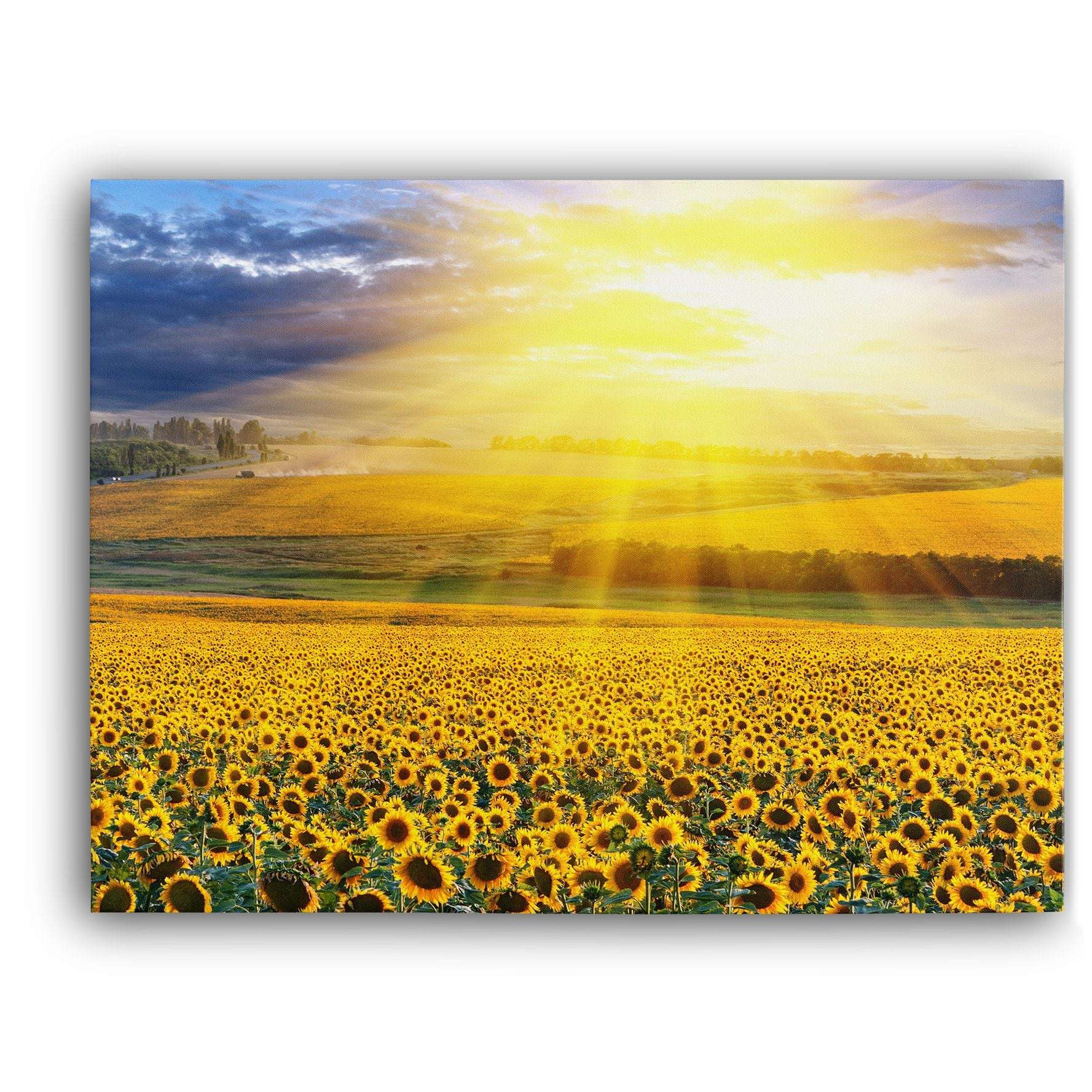 Sunset Over The Field Canvas Magna Canvas 